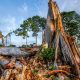 Environmental Stewardship in Africa: Protecting the Continent’s Future