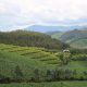 Nature-Based Solutions: Harnessing Nature for a Resilient Future